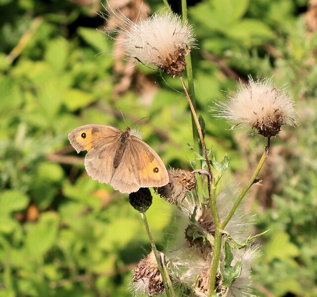 Meadow Brown butterfly, Edwards Woodland