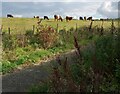 Cattle on edge of Stanrigg Memorial Park