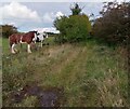 Horses beside old road