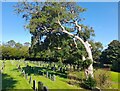 Cork Tree in St Mary