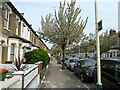 Cherry blossom on Rosedale Road