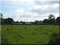 Grazing off Staines Road, Laleham