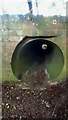 SK7216 : Looking through pipe taking stream under road west of Eye Kettleby by Roger Templeman