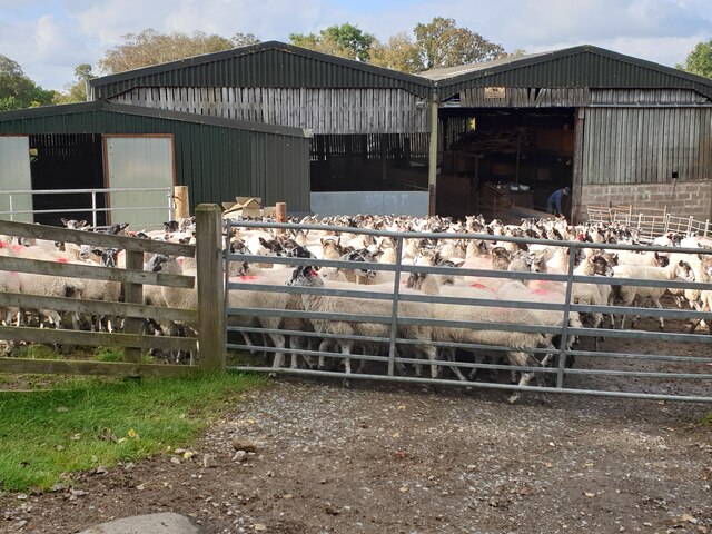 Yard full of sheep