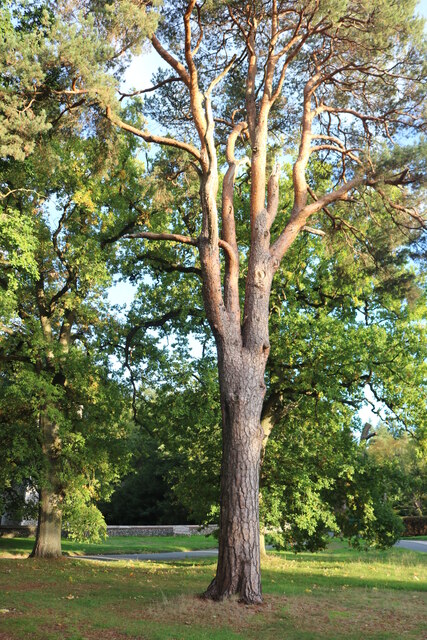 Tree in Santon Downham