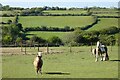 Pastures, St Agnes