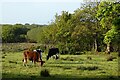 Pasture, St Agnes