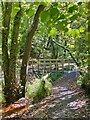 Pathway and footbridge in dappled light