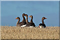 NT5667 : Greylag geese (Anser anser) by Walter Baxter