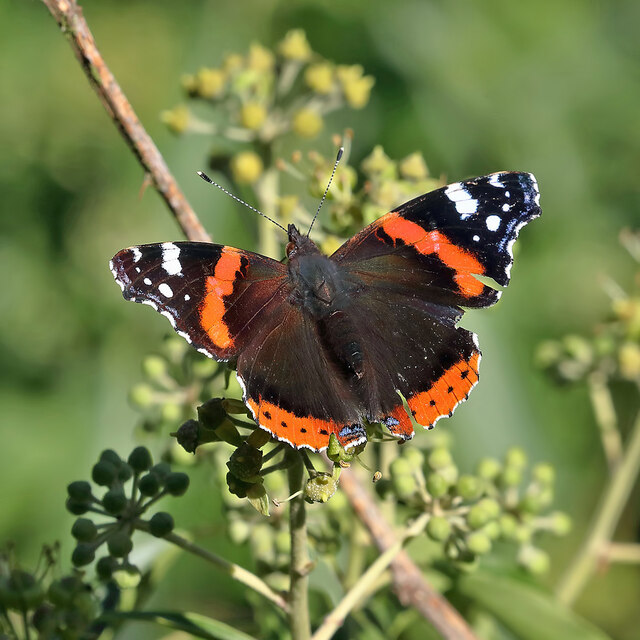 A red admiral butterfly at Dunglass © Walter Baxter cc-by-sa/2.0 ...