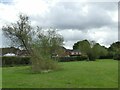 Willows in an urban green space