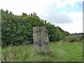 Temple Newsam Millennium Woodland