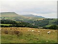 Grazing land above the valley of Dulas Brook