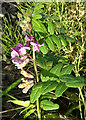 Bush Vetch (Vicia sepium)