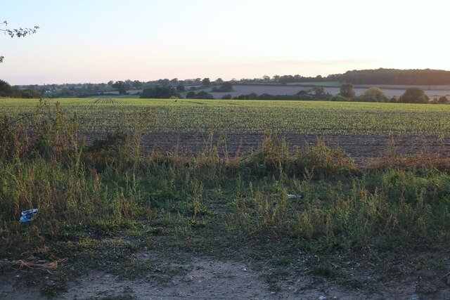 Fields by Bardwell Road, Fakenham Magna