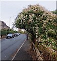 Crackenedge Lane, Dewsbury