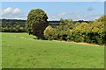 Fields and trees at Rock Farm