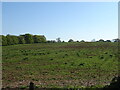 Grazing near Brook Farm