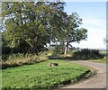 Road to Buxley, Edrom