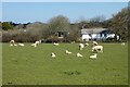 SW7954 : Pasture, Perranzabuloe by Andrew Smith