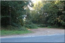 TL8081 : Parsonage Heath in Elveden Woods by David Howard