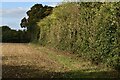 High hedgerow between fields at Downe