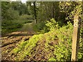 Footpath through Bourne Wood to Sacombe Green