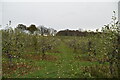 Apple orchard