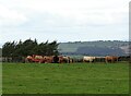 Cattle north of Berry Edge Farm