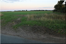 TL9578 : Field by Norwich Lane, Coney Weston by David Howard
