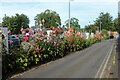 Hollyhocks along New Road