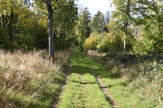 Grassy path in Grovely Wood © David Martin cc-by-sa/2.0 :: Geograph ...