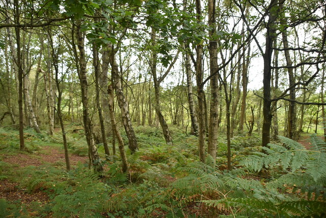 Chailey Common © N Chadwick cc-by-sa/2.0 :: Geograph Britain and Ireland