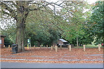 SP7761 : Abington Park, Northampton by David Howard