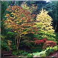 Autumn colour in Whinfell Quarry Gardens