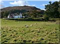 Sheep at Hill of Camstraddan