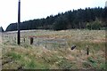 Conifer plantation at Tent Knowe