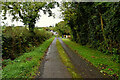 Trees and tall hedges along Crockavarred  Road