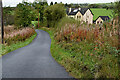 Rosebay willowherb along Aghadulla Road