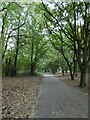 Taff Trail in Gabalfa Woods