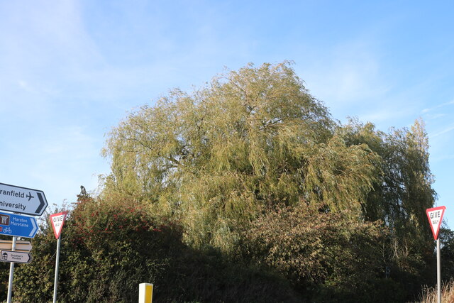 Willow tree on Cranfield Road, Salford