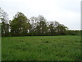 Grassland towards woodland