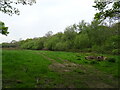 Woodland beside railway