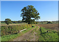 TL6448 : A farm track in south-west Suffolk by John Sutton