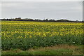 Oilseed rape