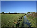 Rhyne alongside Burnham Moor Lane