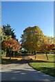 Autumnal trees near South Car Park