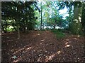 Leaf filled woodland floor