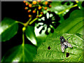 H4772 : Fly on alder leaf, Mullaghmore by Kenneth  Allen