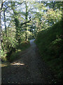 SS8086 : Steep section of National Cycle Route 4 at Margam Country Park by eswales